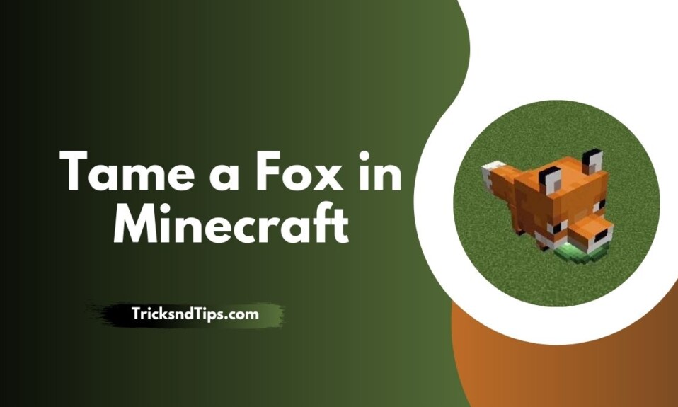 Tame a Fox in Minecraft